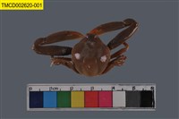 藏品(長螯拳蟹)的圖片